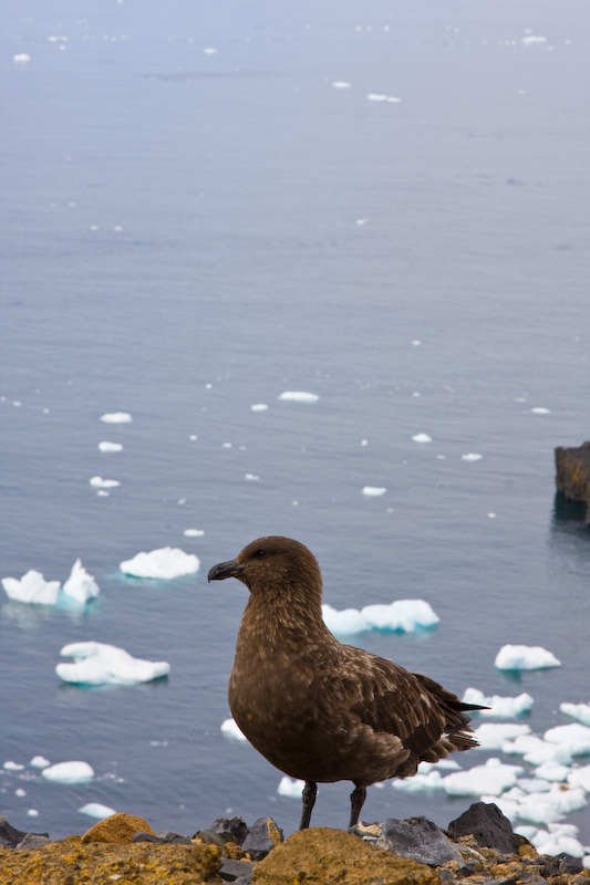 Brown Skua